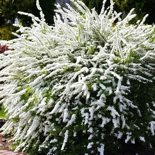 ������ ������ ������ ��������� ��������   ����