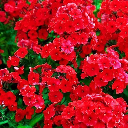 ������ ������ ����� ����������� ���   ����