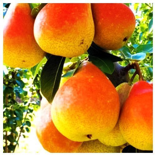 ������ ������ ����� ������������ ���� ������   ����