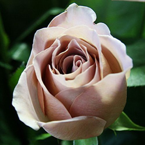 ������ ������ ���� �����-��������� ���� �����   ����