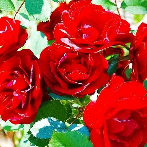 ������ ������ ���� ��������� ���� �� ���������   ����