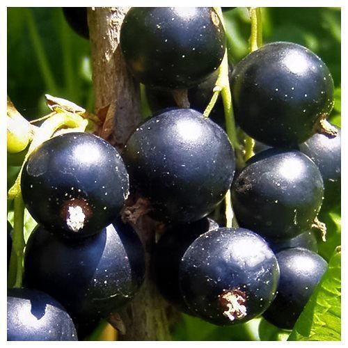 ������ ������ ��������� ������ ������������� �������   ����