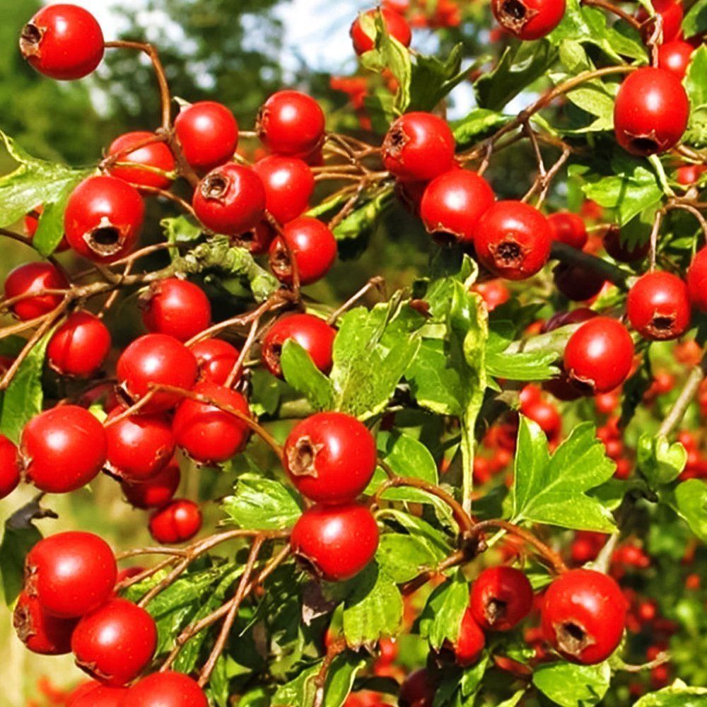 ������ ������ ��������� ������� ��������   ����