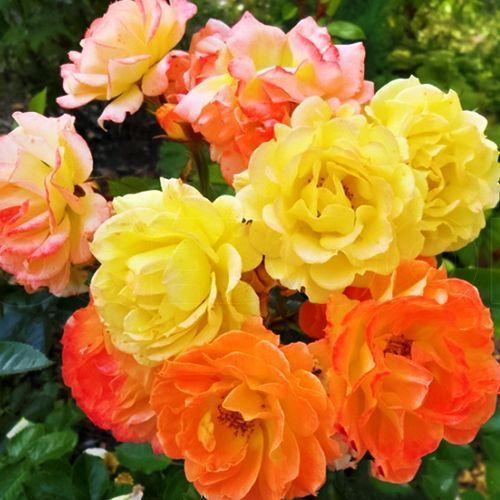 ������ ������ ���� �������������� �����   ����