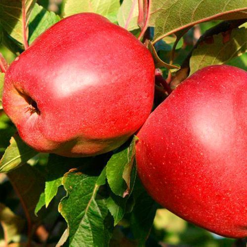 ������ ������ ������ �������   ����