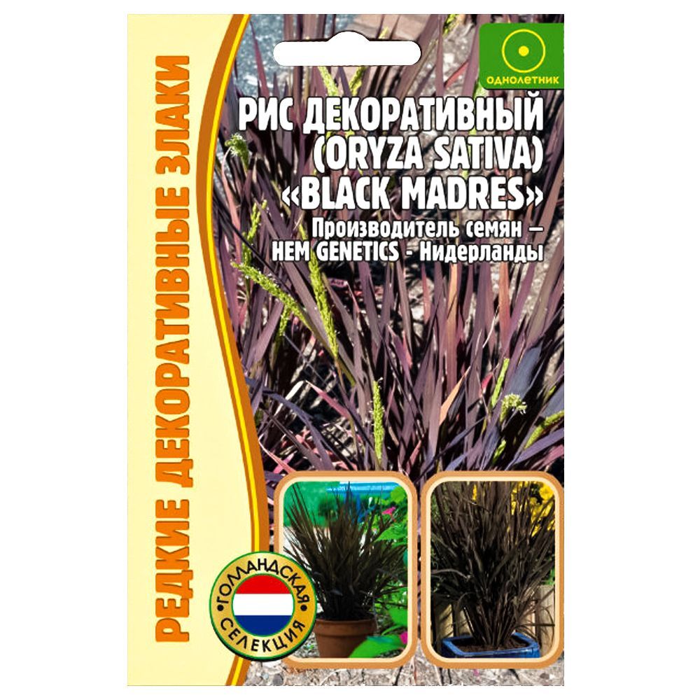 ������ ������ ��� ������������ Black Madres ������ ������   ����