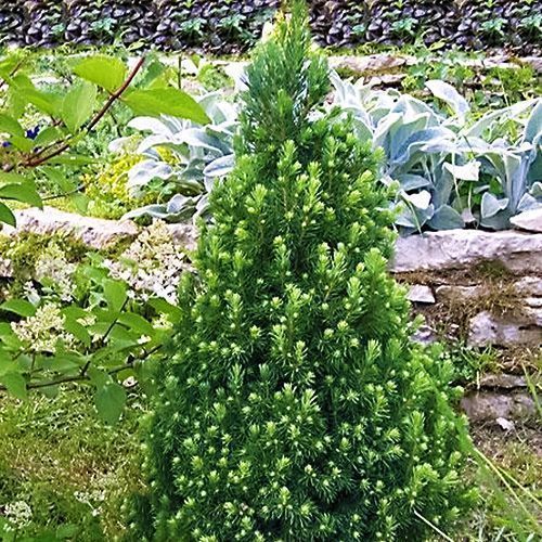 ������ ������ ��� ��������� ������   ����