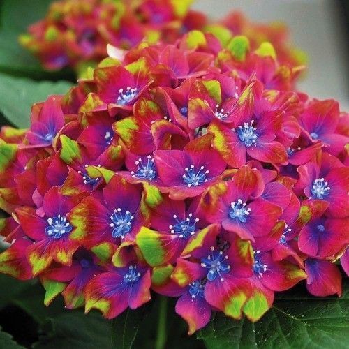 ������ ������ ��������� ������������� ����� ���������   ����