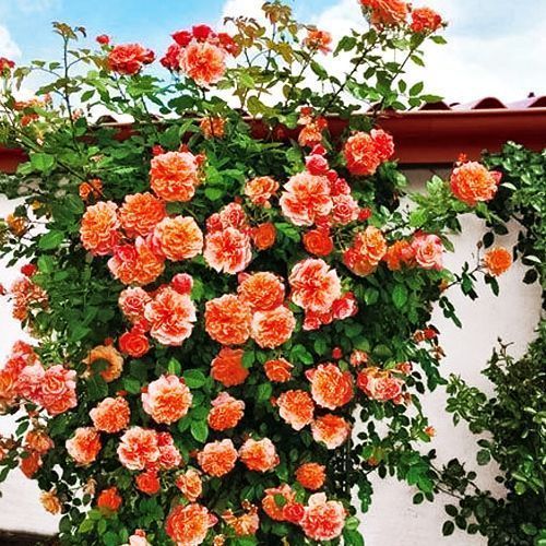 ������ ������ ���� ��������� �����   ����