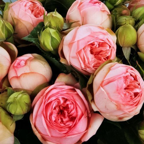 ������ ������ ���� ����� ������� �����   ����