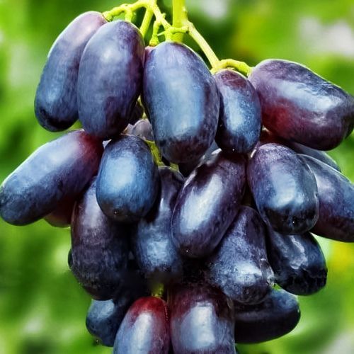 ������ ������ �������� �������   ����