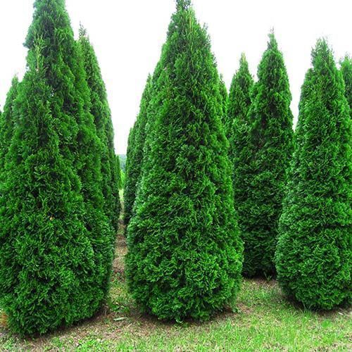 ������ ������ ��� �������� �������   ����