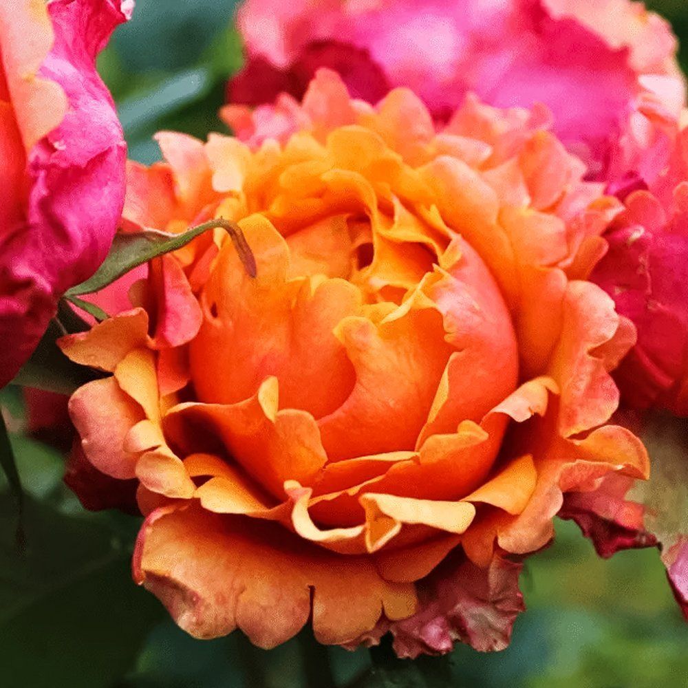 ������ ������ ���� ���������� �������� ��� ��� ��   ����