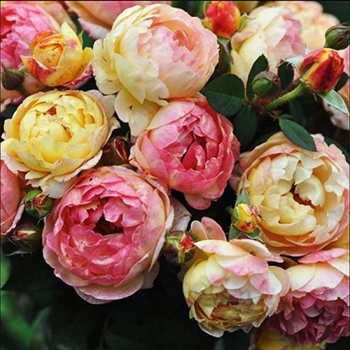 ������ ������ ���� ���� ������� �����   ����