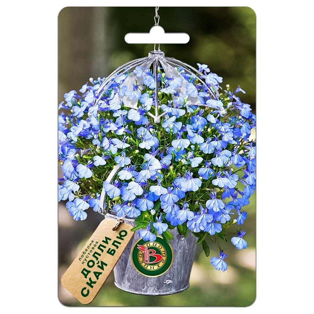 ������ ������ ������� �������� ����� ���� ��� ����������   ����