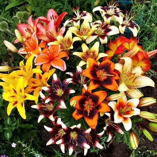 ������ ������ ����� ��������� �������, ����   ����