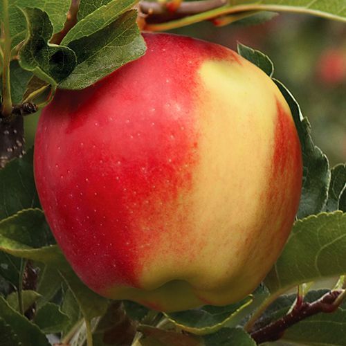 ������ ������ ������ ��������   ����