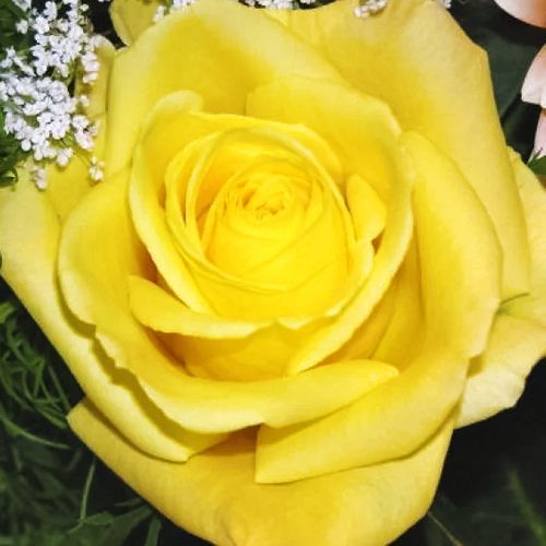 ������ ������ ���� �����-��������� ��������   ����