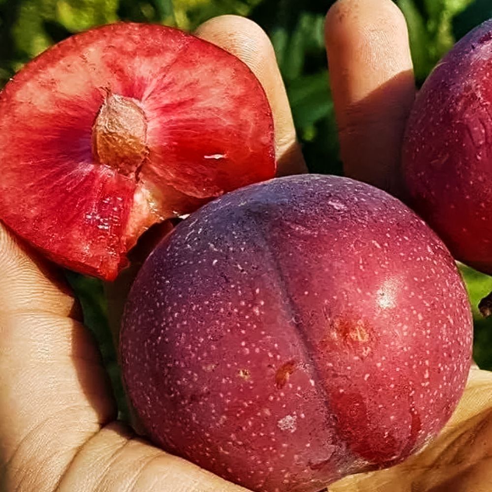 ������ ������ �������� (������ ����� � �������� �������)   ����