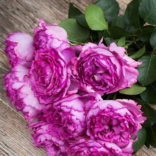 ������ ������ ���� �����-��������� �� �����   ����