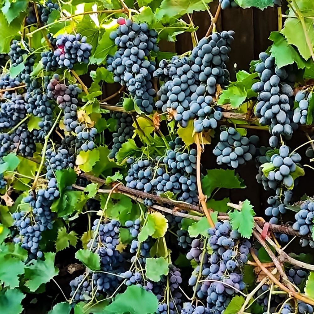 ������ ������ �������� ������ ������   ����