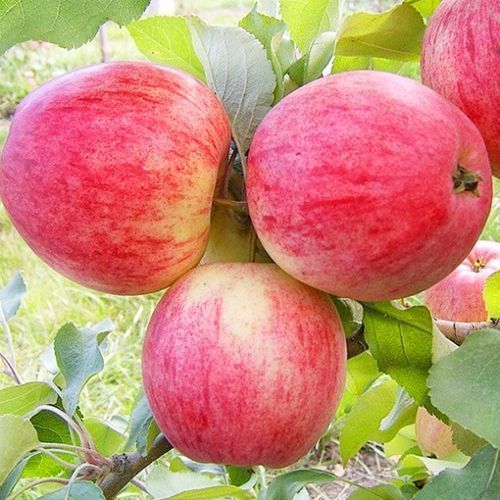 ������ ������ ������ ������   ����