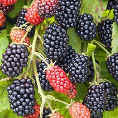 ������ ������ ������� ������ ����� ���������   ����