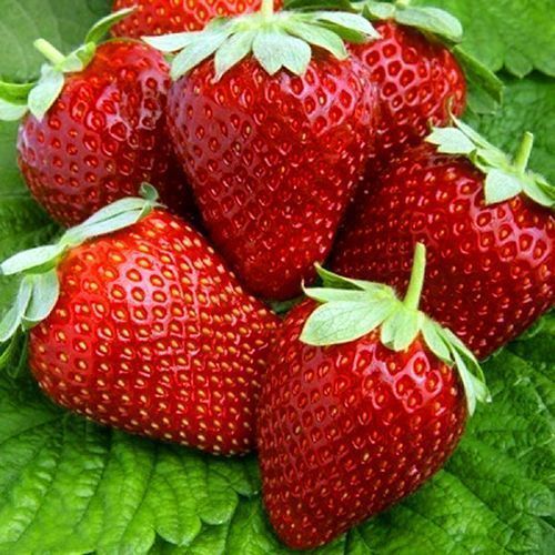 ������ ������ ��������� ������������ (�������������) �������   ����