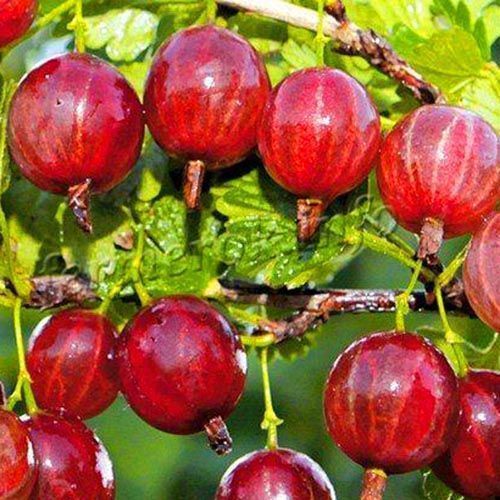 ������ ������ ��������� �������   ����