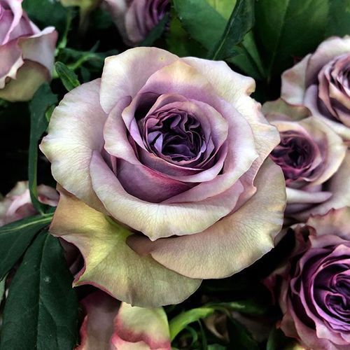 ������ ������ ���� �����-��������� ���������   ����