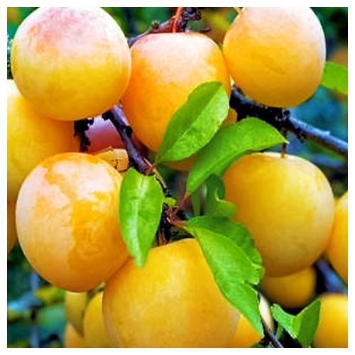 ������ ������ ����� �������   ����