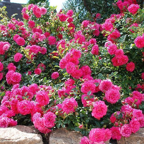 ������ ������ ���� �������������� ������   ����