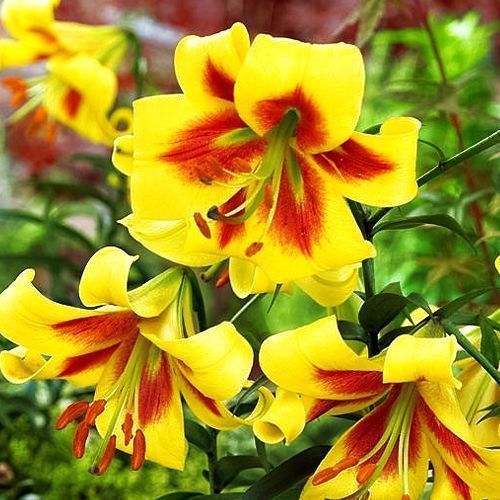 ������ ������ ����� ��-������ ������ �������   ����