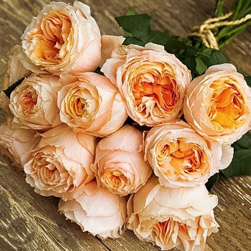 ������ ������ ���� �����-��������� ��������� ������   ����