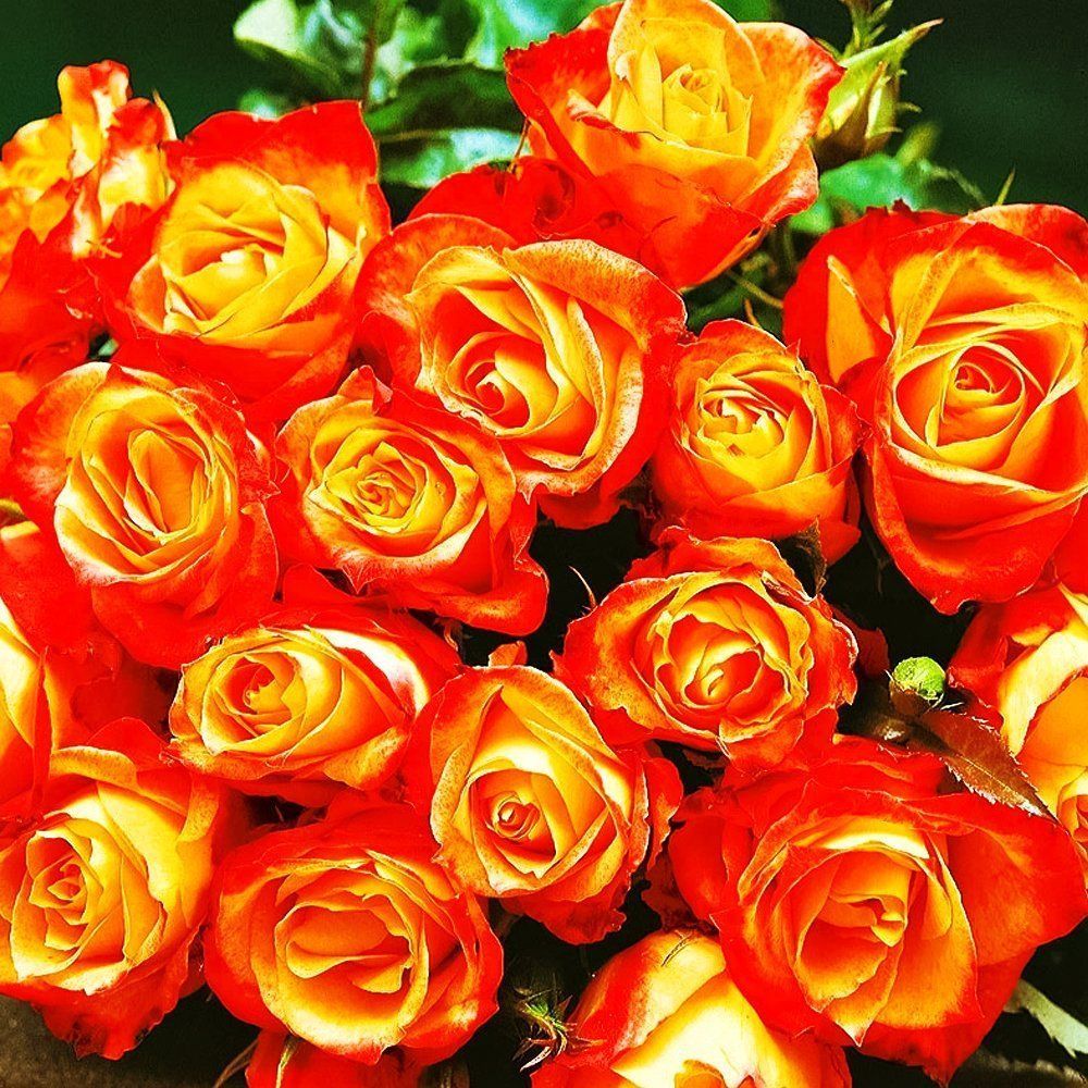 ������ ������ ���� ���������� ���� ������   ����