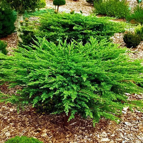 ������ ������ ������������ ���������� ������   ����