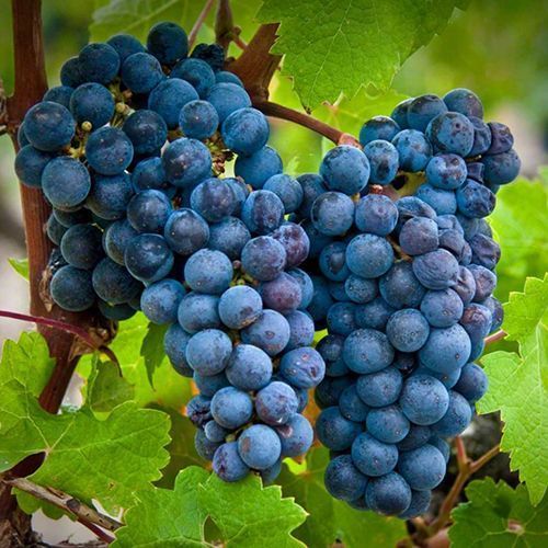 ������ ������ �������� ������� ��������   ����