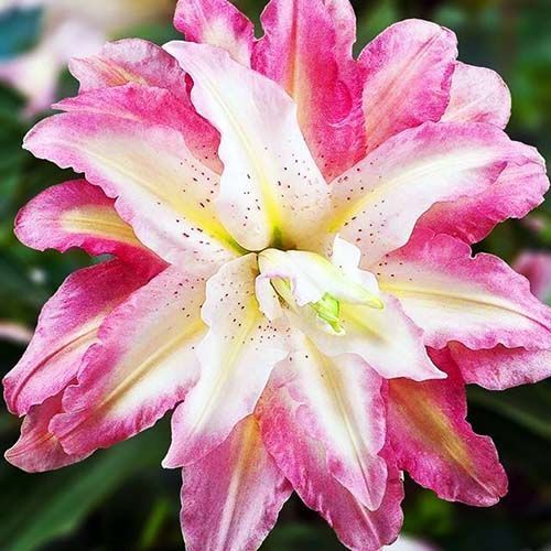 ������ ������ ����� ��������� �������� ���� ������   ����