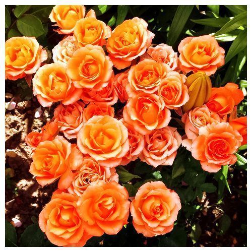 ������ ������ ���� �������������� �������� �����   ����