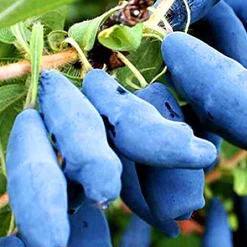 ������ ������ ��������� �������   ����