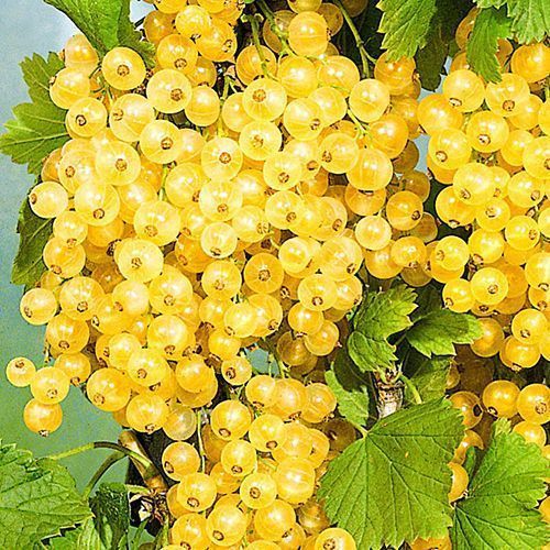 ������ ������ ��������� ������ �������������   ����