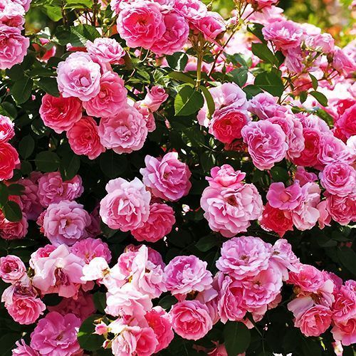 ������ ������ ���� ��������� ������ ����������   ����