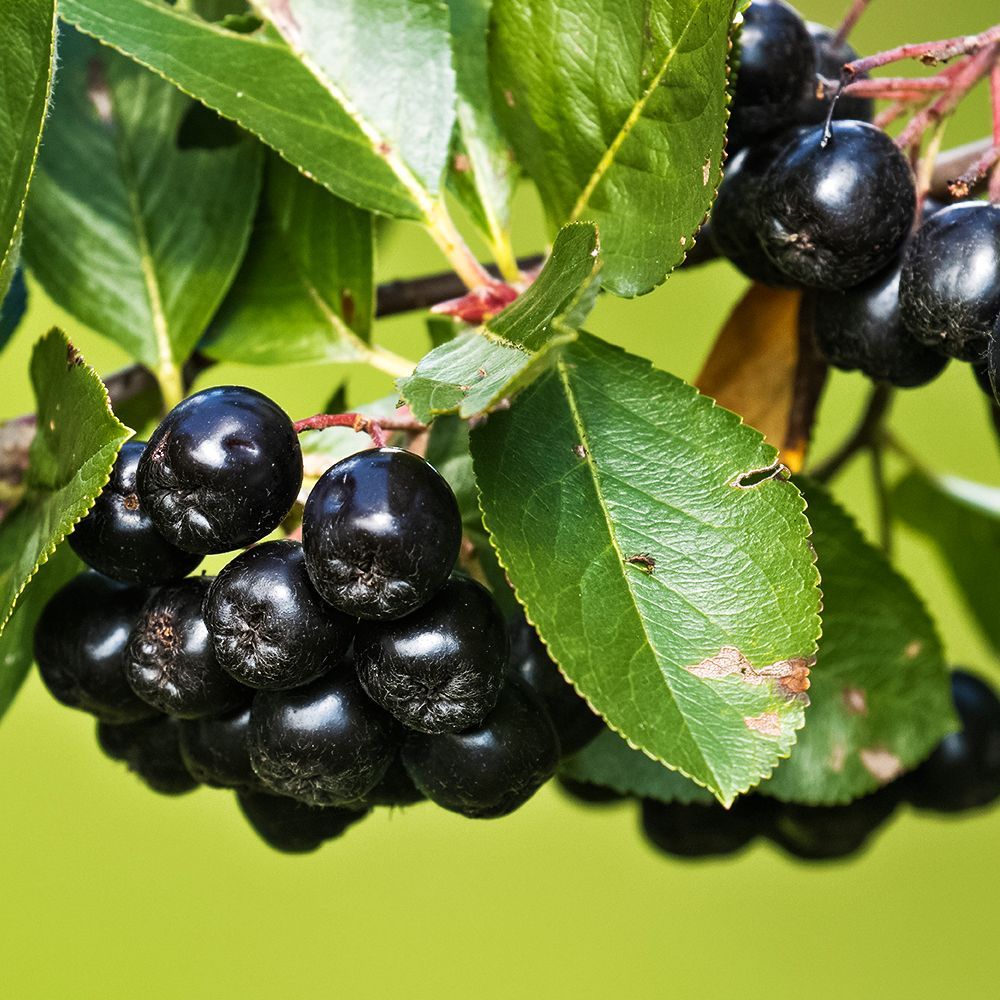 ������ ������ ���������� (������ ������ � ������) ��������   ����