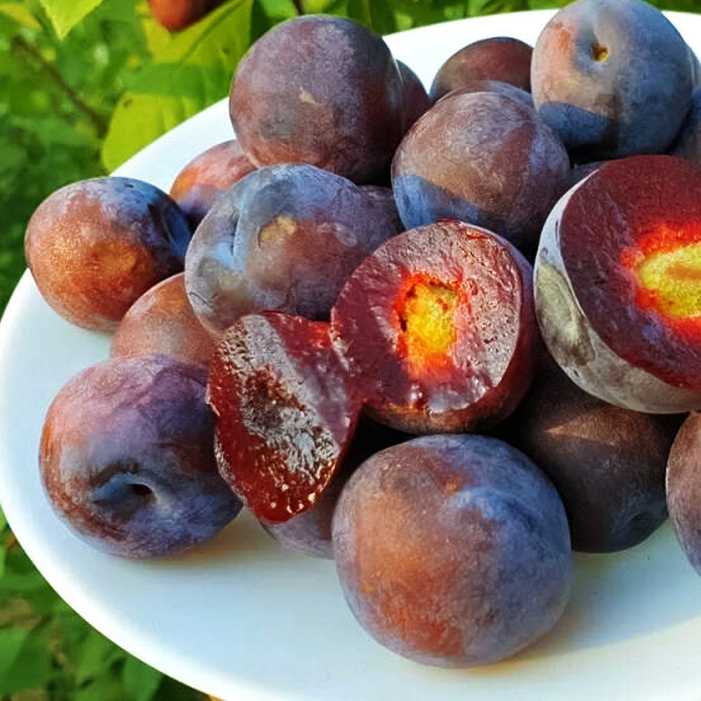 ������ ������ �������-�������� ������ ������   ����