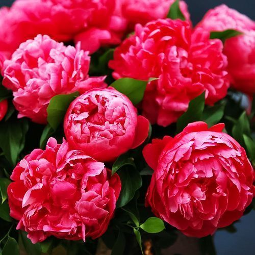 ������ ������ ���� ��� ���� ������   ����