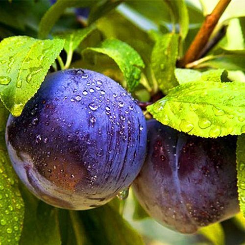 ������ ������ ����� ��� ���   ����