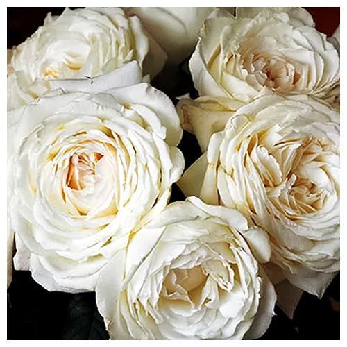 ������ ������ ���� ���� ��������� �����   ����