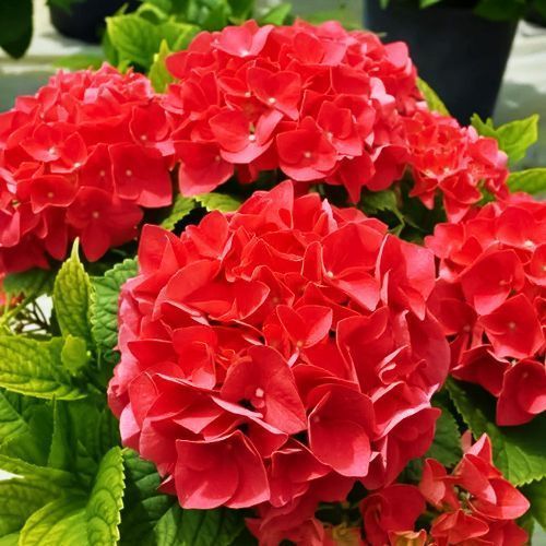 ������ ������ ��������� ������������� ��� ���� �������   ����