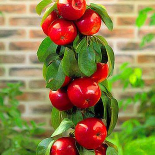 ������ ������ ������ ������������ ���� ������   ����