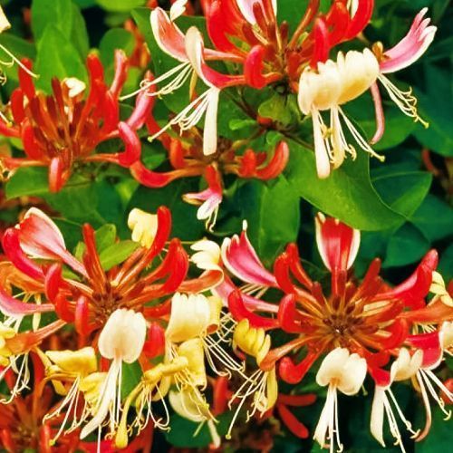 ������ ������ ��������� �������� ��������   ����